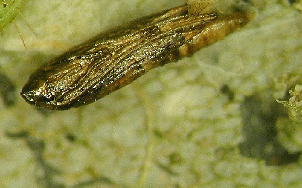 Ungebetener Gast aus dem Osten