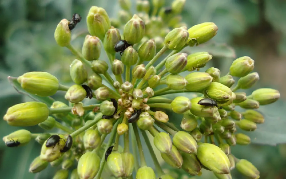 Pyrethroidresistenz bei Rapsschädlingen breitet sich aus  