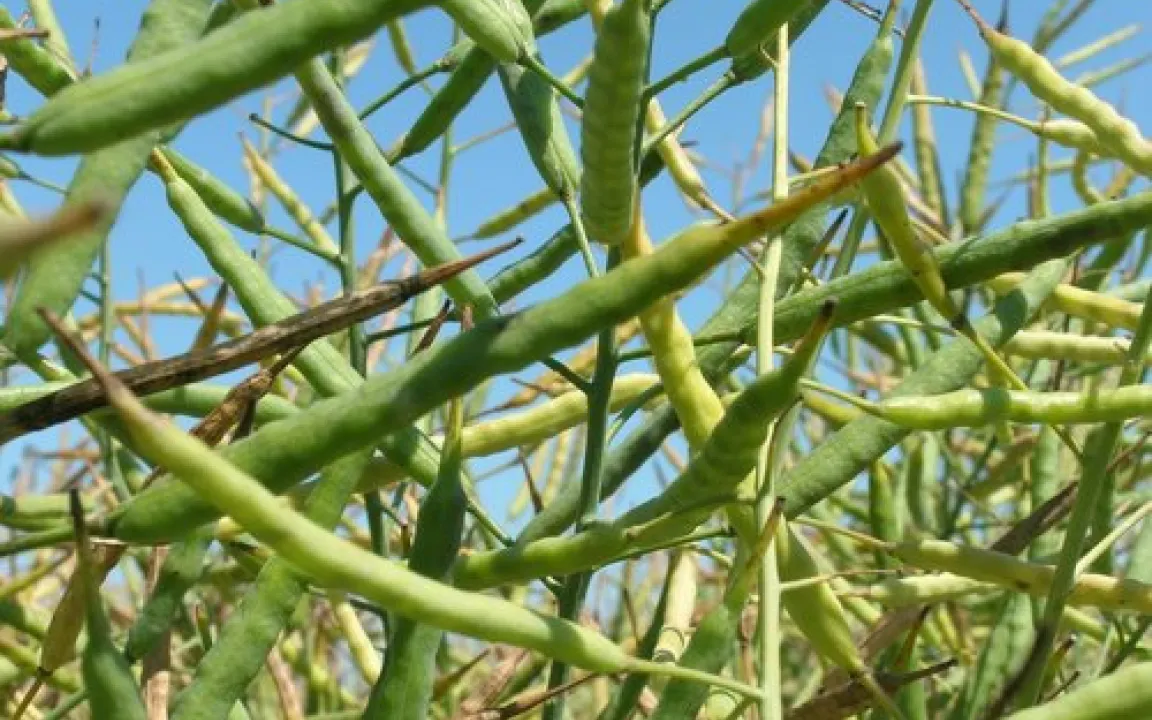 Rasante Entwicklung beim gentechnisch veränderten Raps in Kanada 