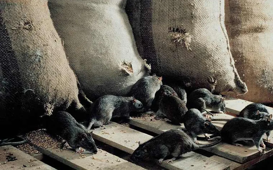 Nager im Lager: Schäden in deutschen Getreidelägern über 100 Millionen Euro im Jahr