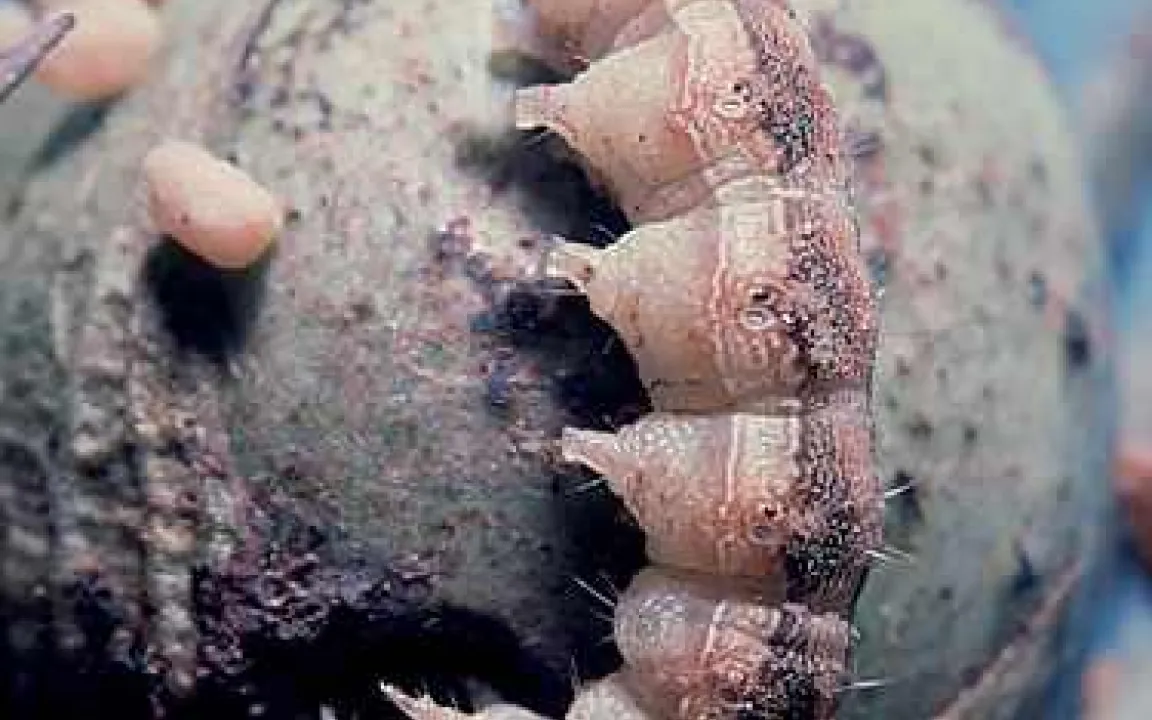 Burkina Faso weitet Bt-Baumwoll-Anbau deutlich aus