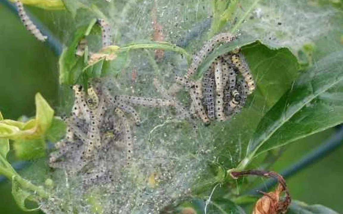 Gespenstische „Kunstwerke“: Gespinstmotten verwandeln Bäume und Sträucher