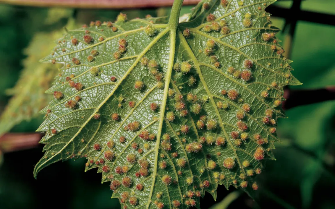 Die Reblaus im Vorwärtsgang?