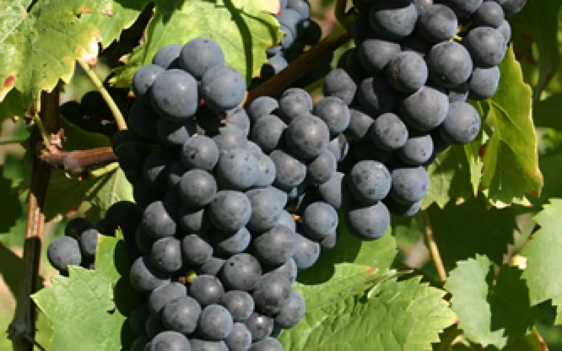 Rebsorte Regent: Erbgut entschlüsselt 