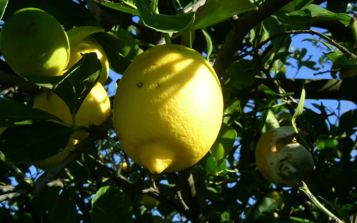 Die Gelbe Drachenkrankheit bedroht Zitrusplantagen