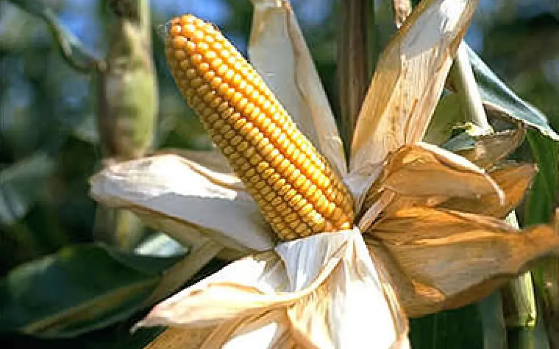 Anbau von „Gen-Mais“ nimmt zu 