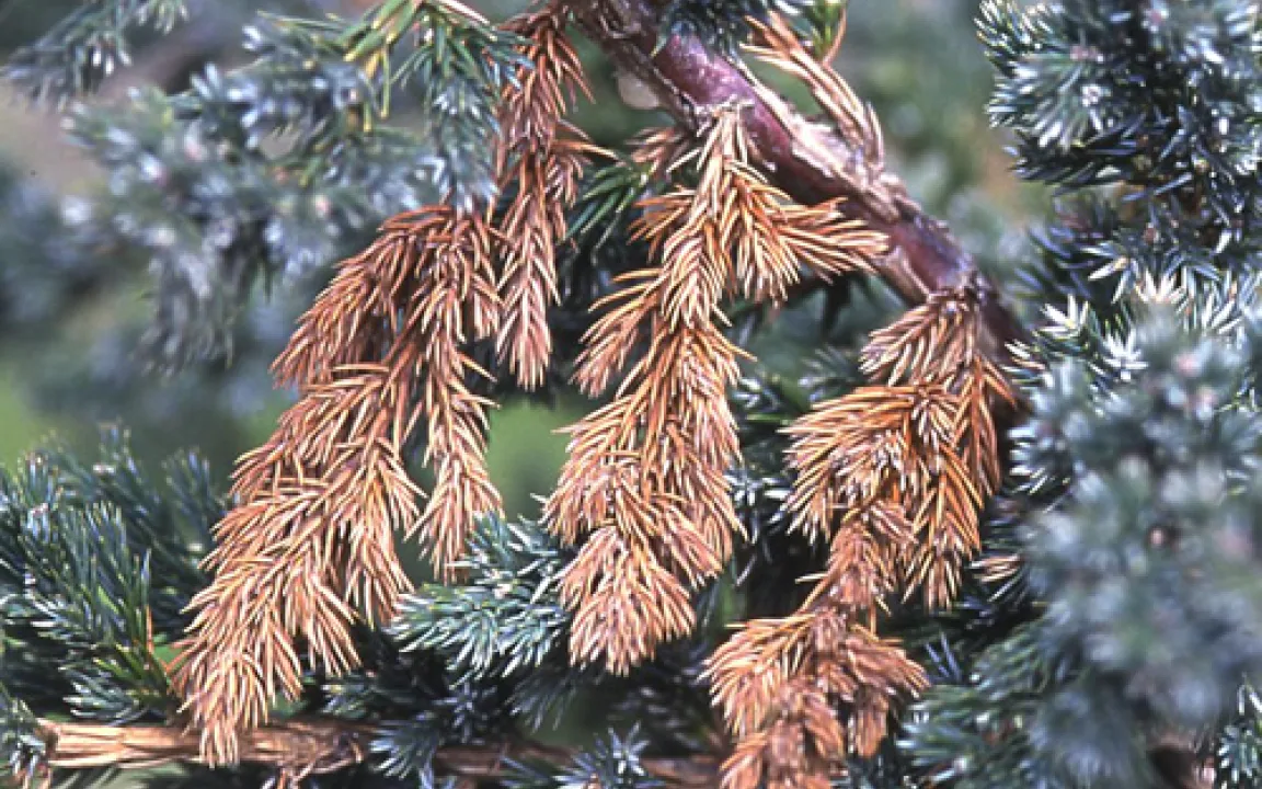 Borkenkäfer bohren in Wacholder und Thuja 