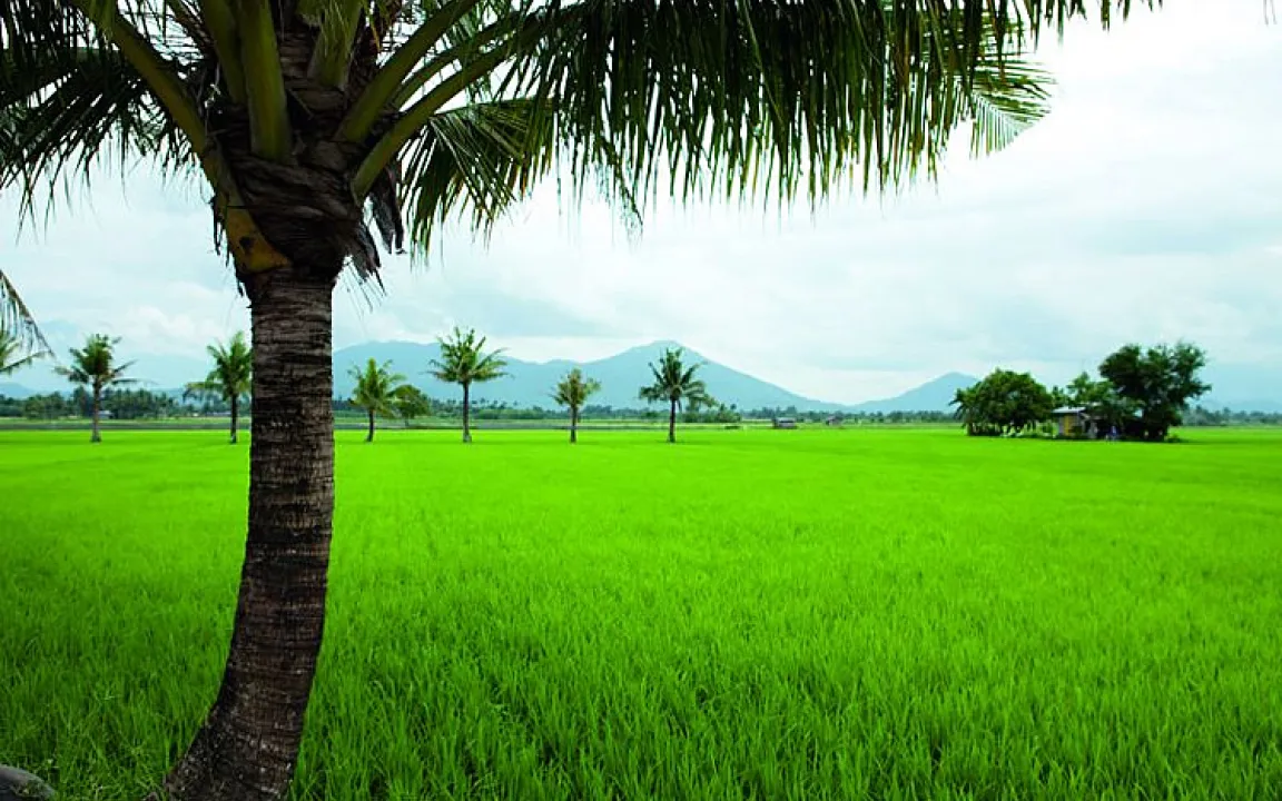 Gentechnik- Flächen weiter im Aufwärtstrend 