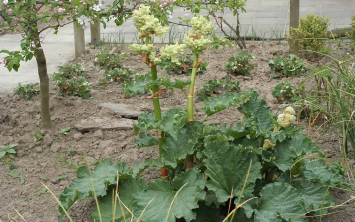 Köstlicher Rhabarber 