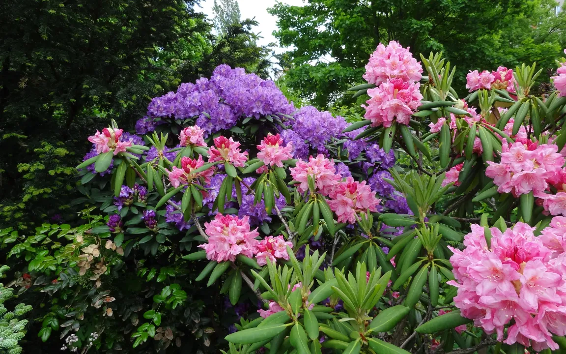 Spätfolgen des Winterfrostes an Gartenpflanzen