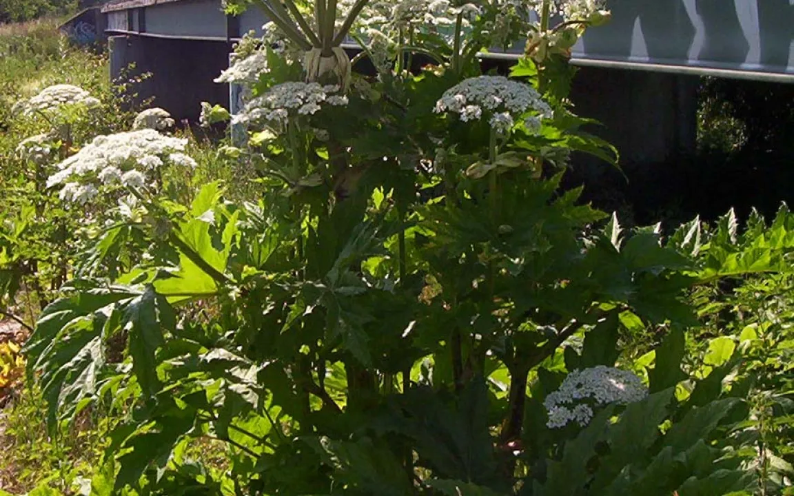 Eine Giftpflanze stellt Kommunen vor kaum lösbare Aufgaben