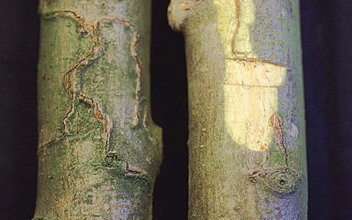 Nützlinge an Stadtbäumen - eine Zukunftsvision?