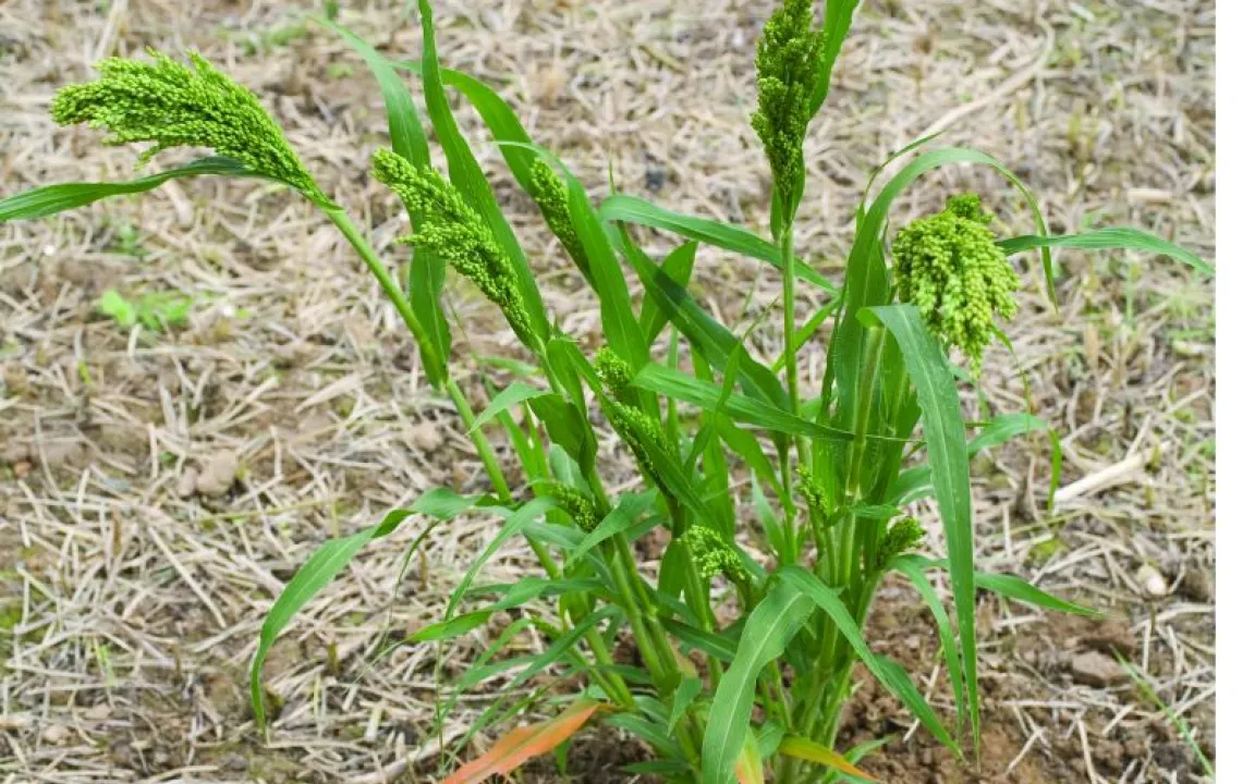 Hirsen machen sich im Mais immer breiter