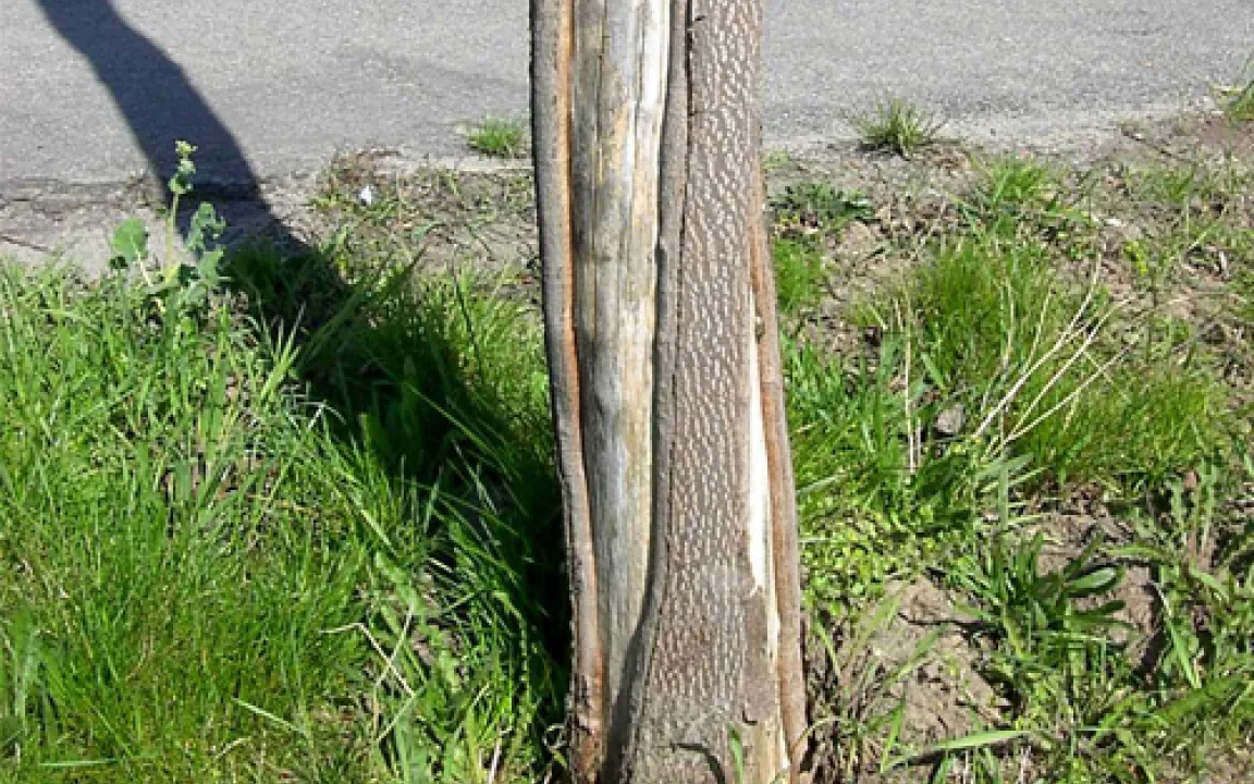 Welkepilz bedroht beliebten Straßenbaum