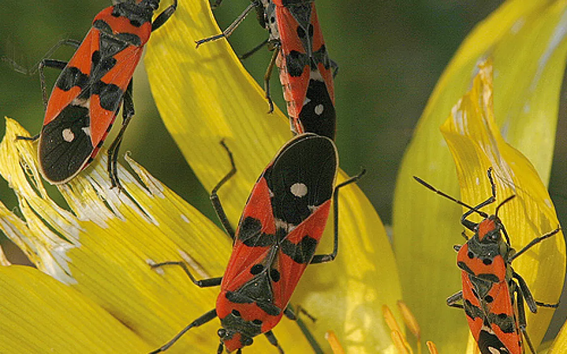 Zum Insekt 2007 gekürt: Die Ritterwanze