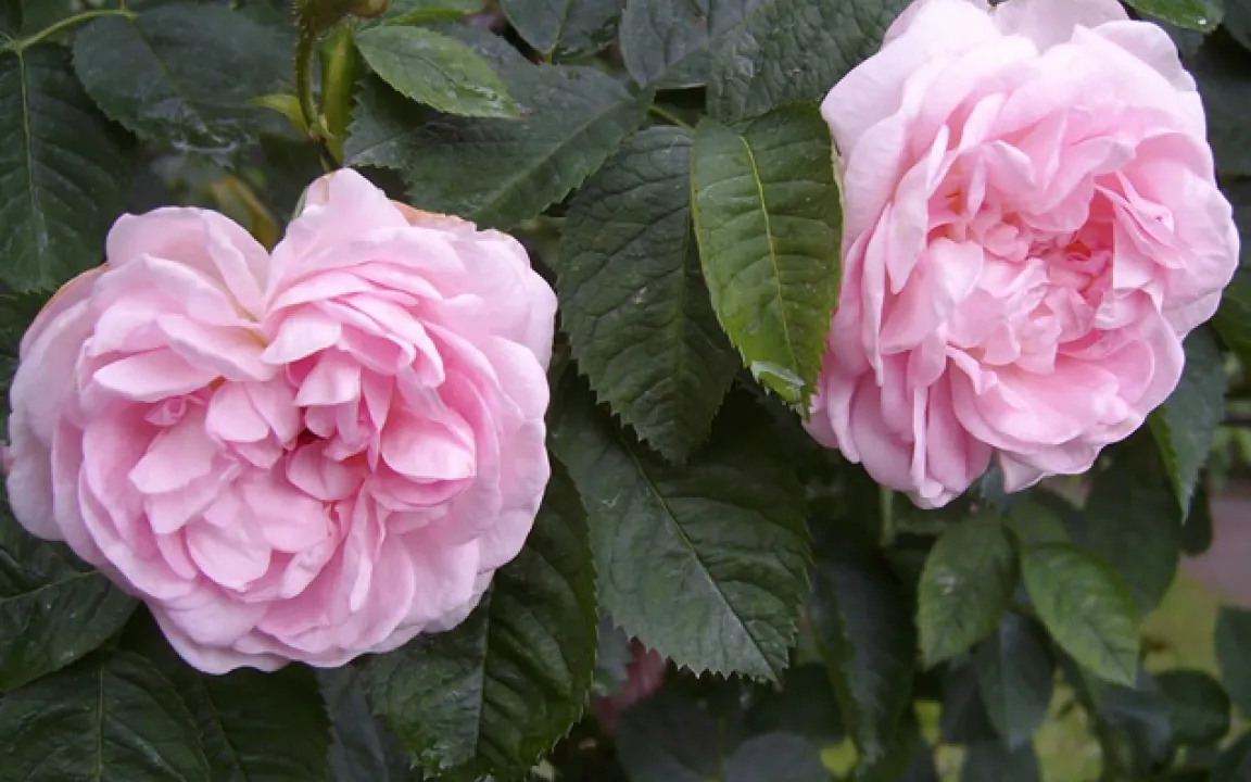 Erste Genbank für eine Zierpflanze: Die Deutsche Genbank Rose 