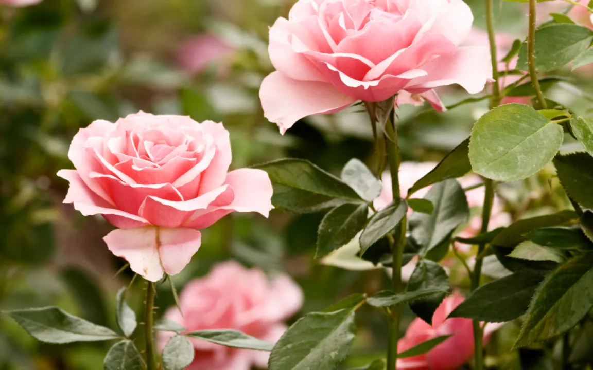 Blattwespen schädigen Rosen