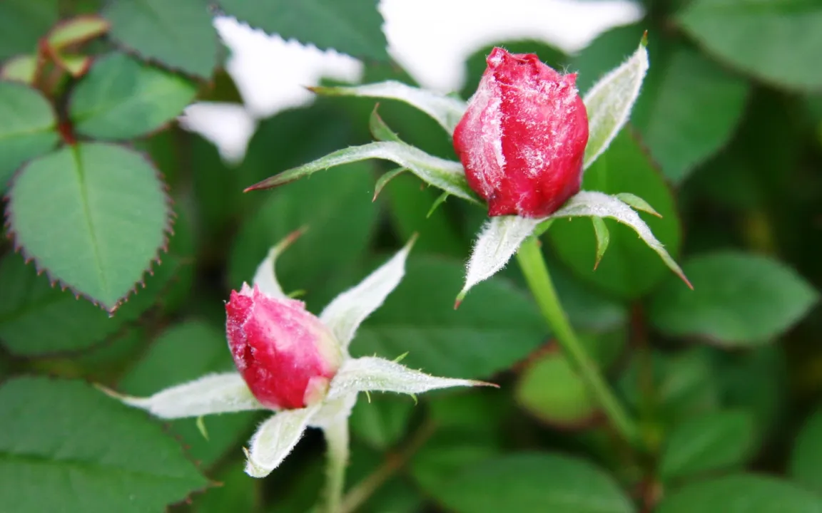 Echter und Falscher Mehltau – was ist das eigentlich?