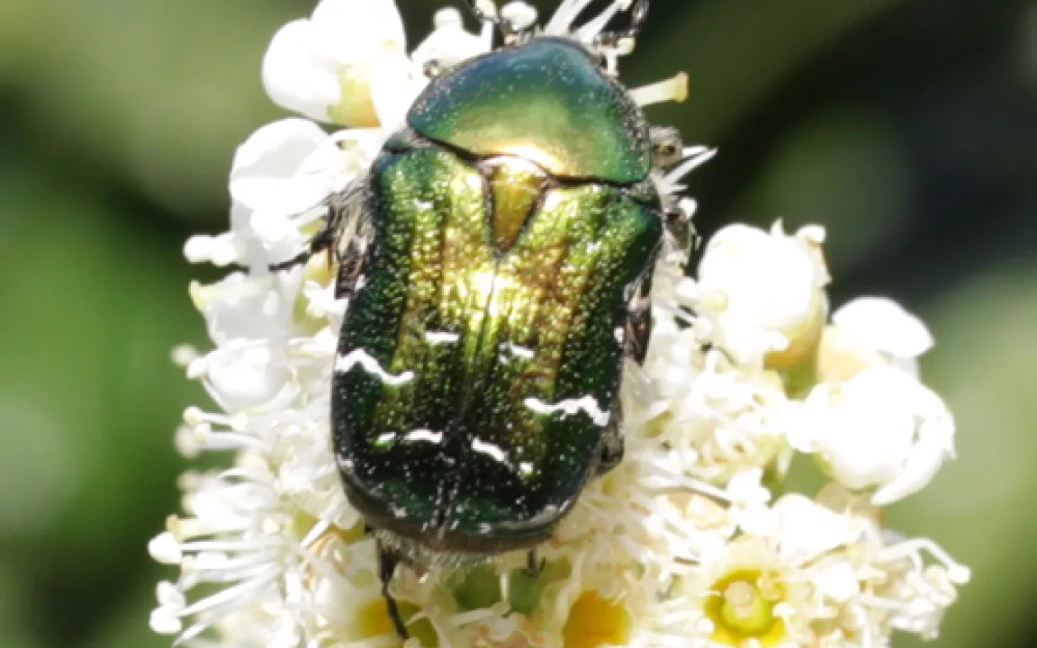 Der prächtige Rosenkäfer ist auf Blüten spezialisiert 