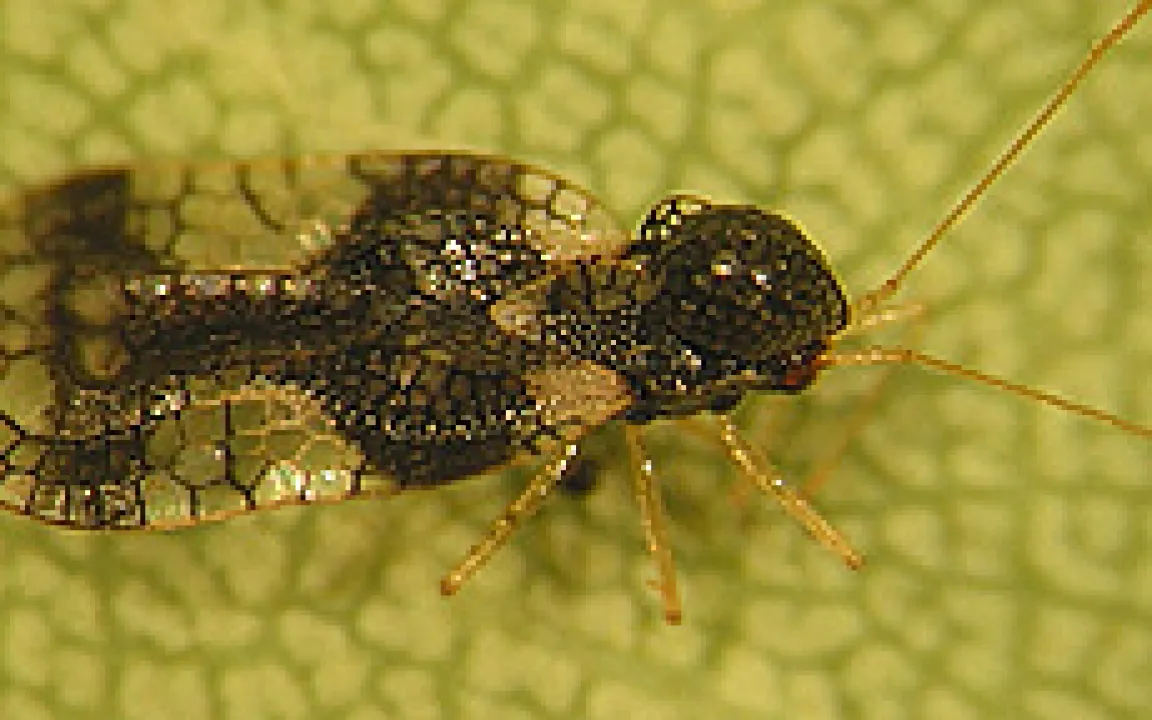 Bunte Wanzenwelt in Feld und Garten
