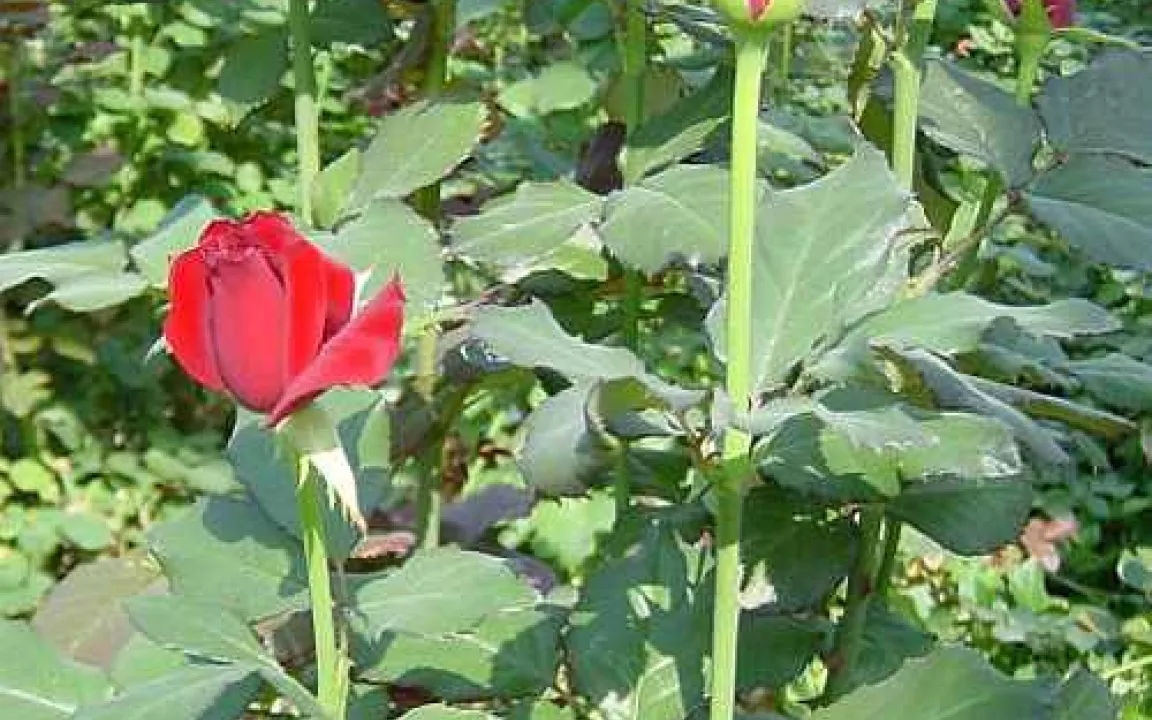 Frische Rosen aus der Region - auch bei Eis und Schnee