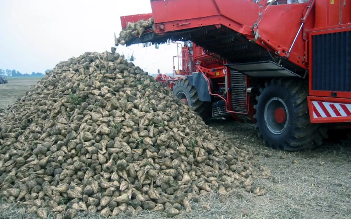 Kartoffel-, Mais- und Zuckerrübenernte 2013 kleiner als im Vorjahr