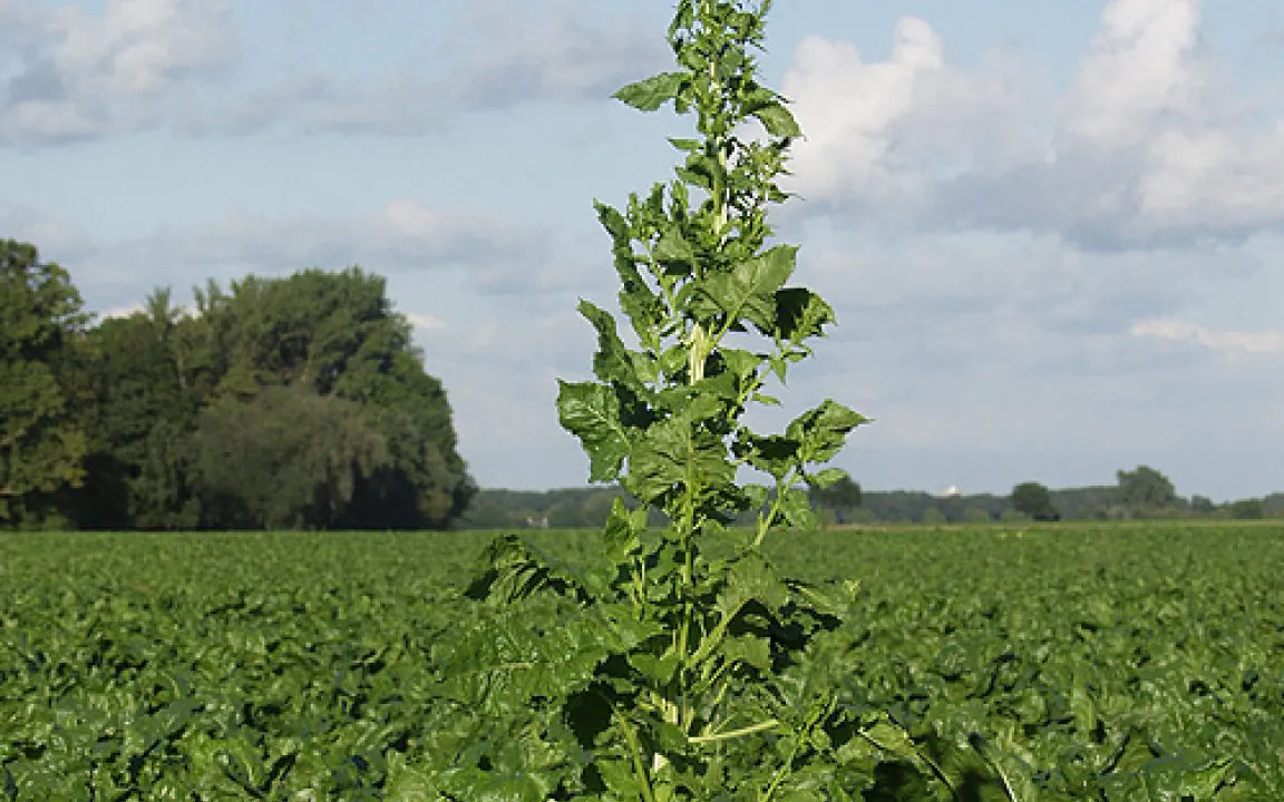 Zuckerrübenpflanzen werden zum Unkraut
