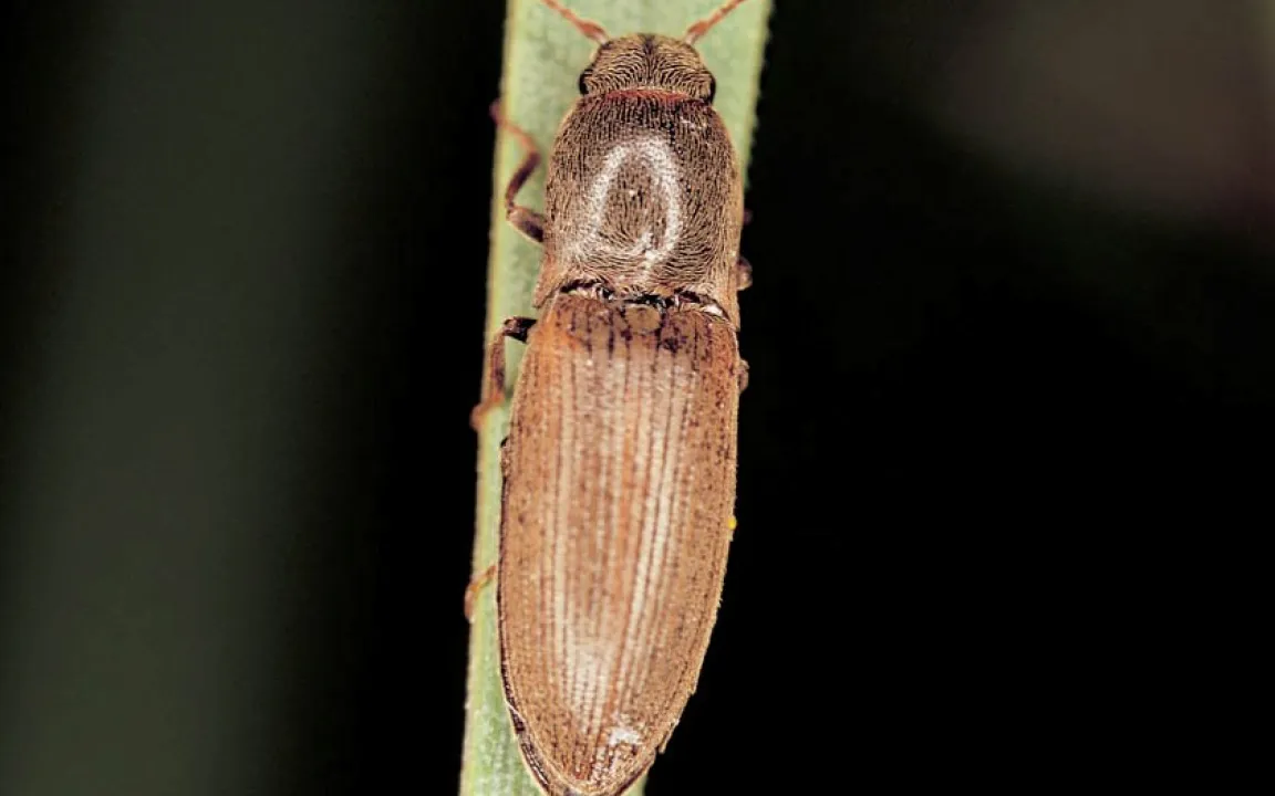 Schnellkäfer sind unberechenbar und kaum zu stoppen