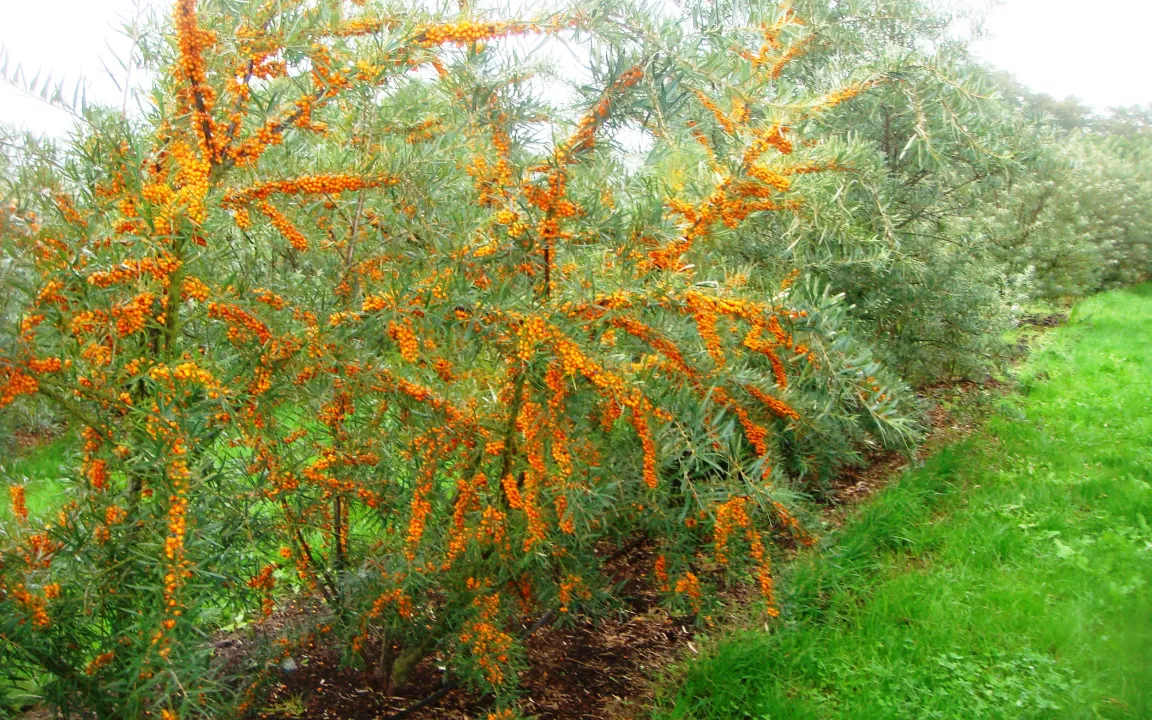 Sanddornanbau verspricht reiche Ernten