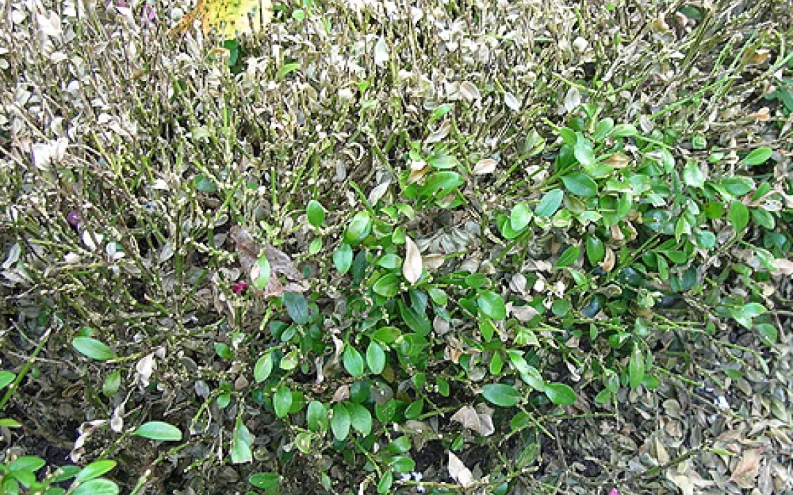 Buchsbaumsterben: Eine unheilbare Krankheit bedroht Buchsbäume 