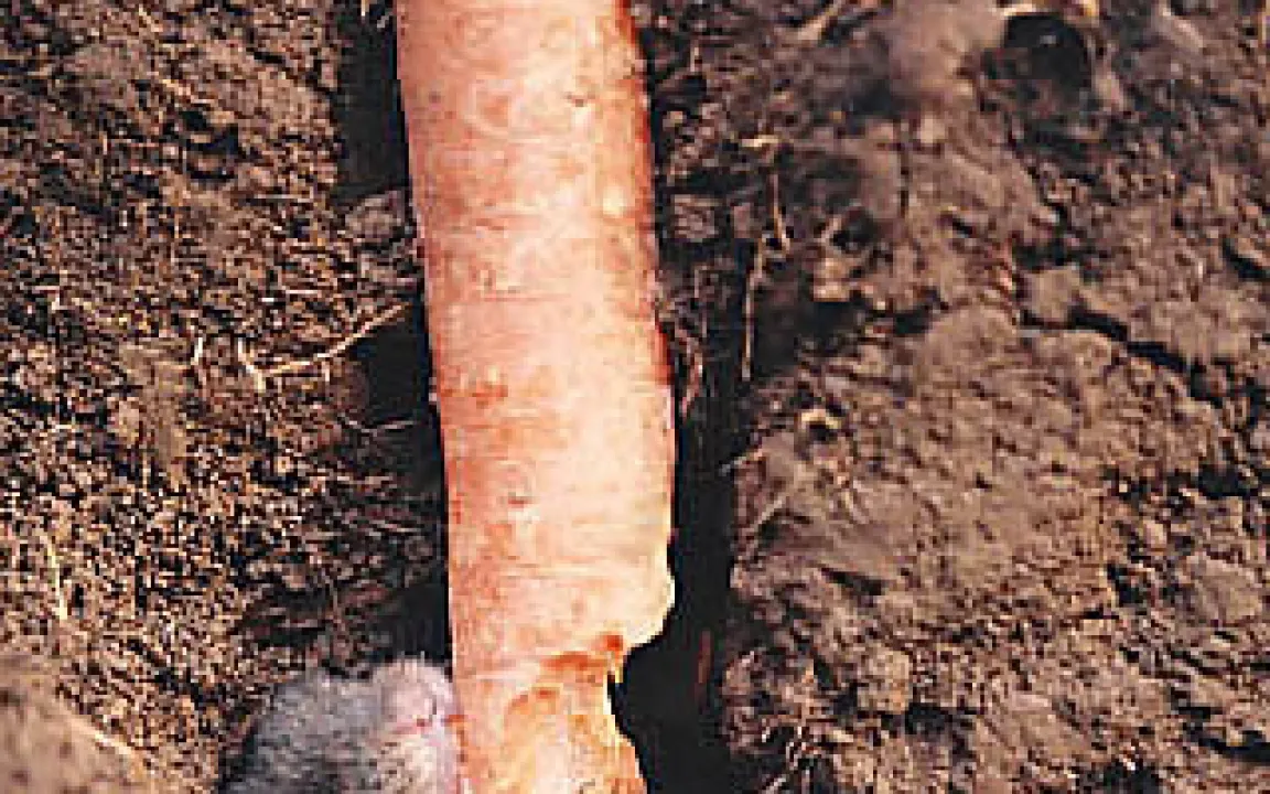 Hausgärten locken Wühlmäuse an 