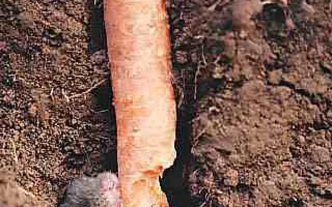 Mäuseplage 2004 – wie wird’s 2005 ? 