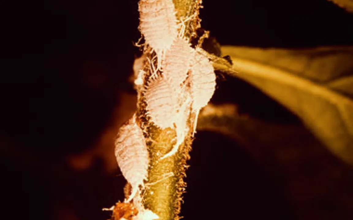 Schildläuse – unterwegs mit Schild und Stechrüssel 