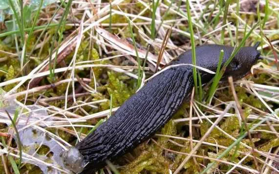 Regenzeit ist Schneckenzeit