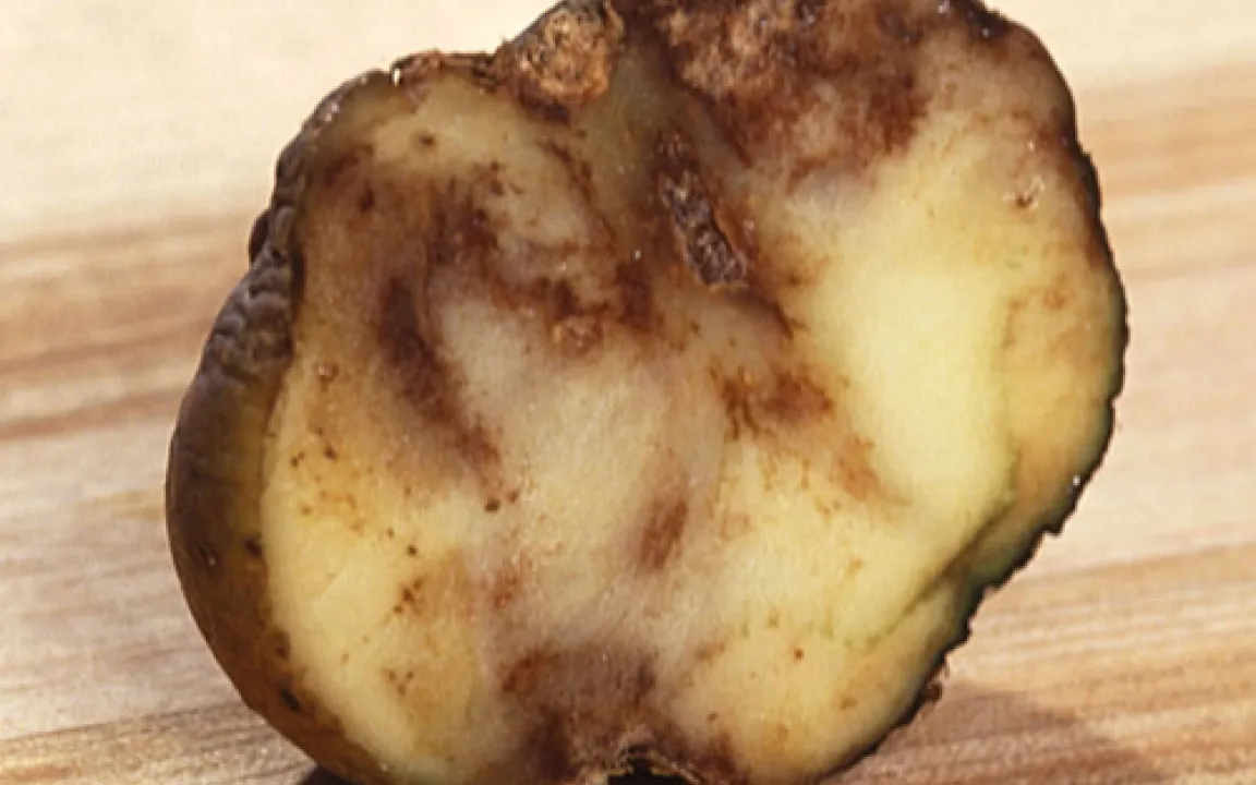 Kraut- und Knollenfäule - der größte Feind der Kartoffel 