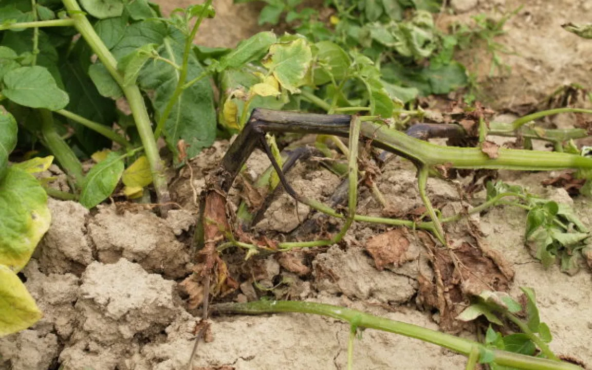 Bakterien im Kartoffelanbau – eine latente Gefahr