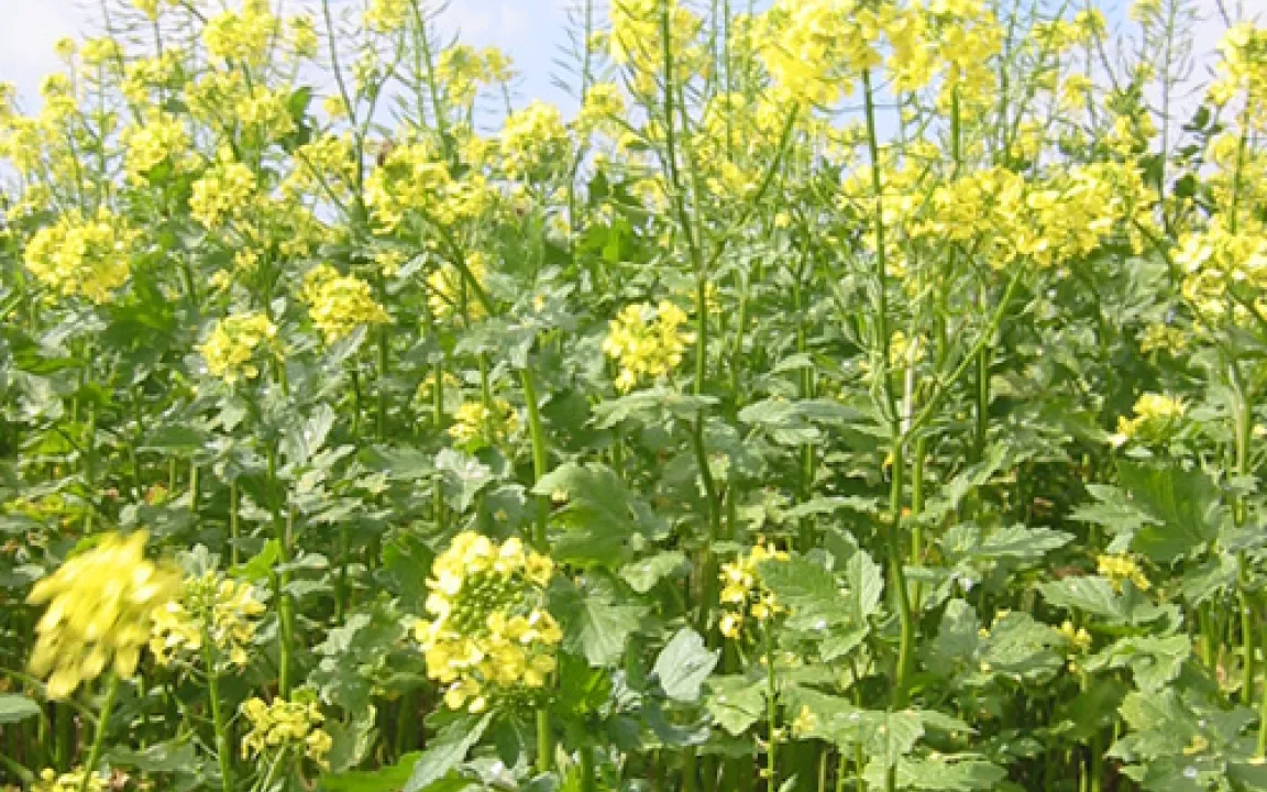 Integrierter Pflanzenschutz