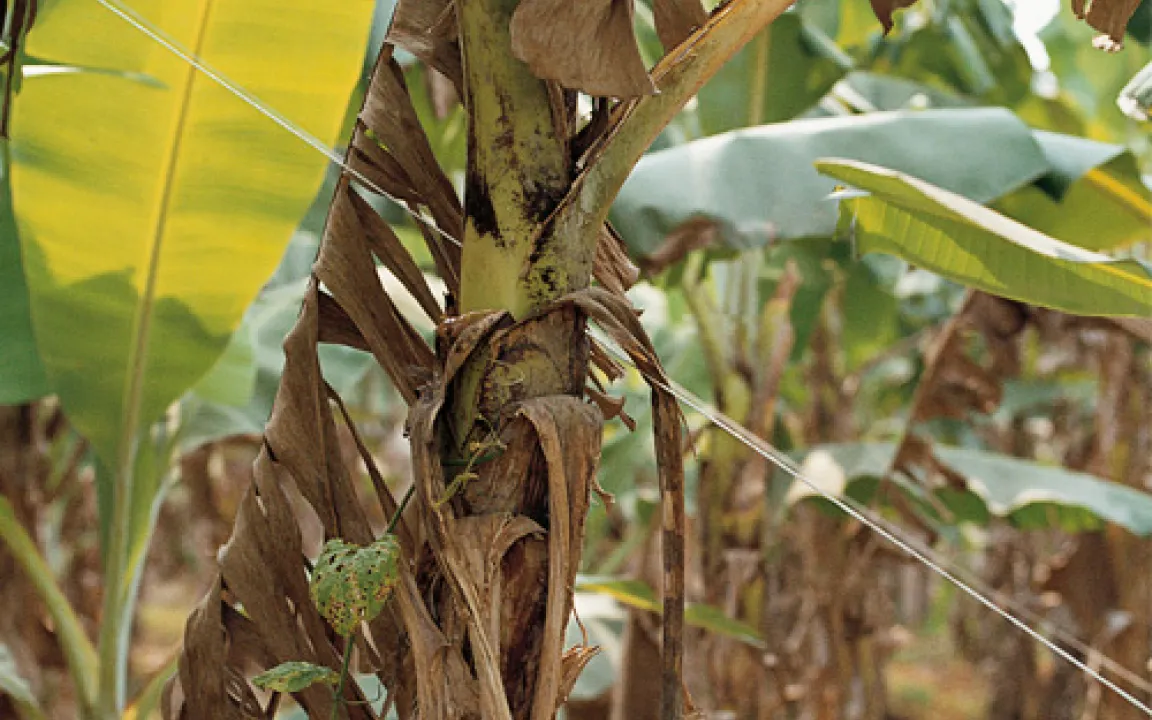 Alles Banane – wenn der Pilz besiegt wird