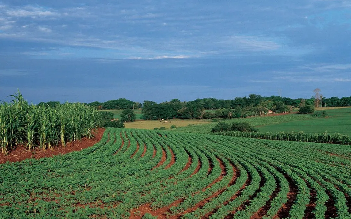 Brasilien: Anbauanteil gentechnisch veränderter Pflanzen wächst weiter