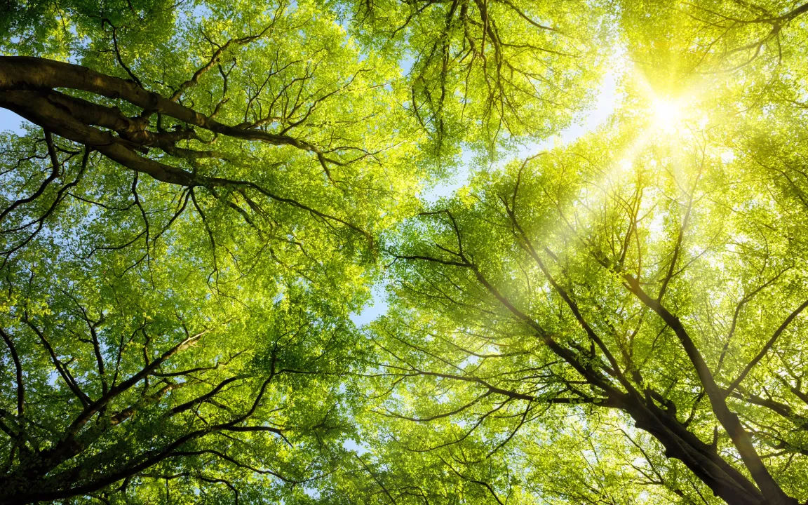Der Zustand der deutschen Wälder hat sich 2014 nur leicht verschlechtert