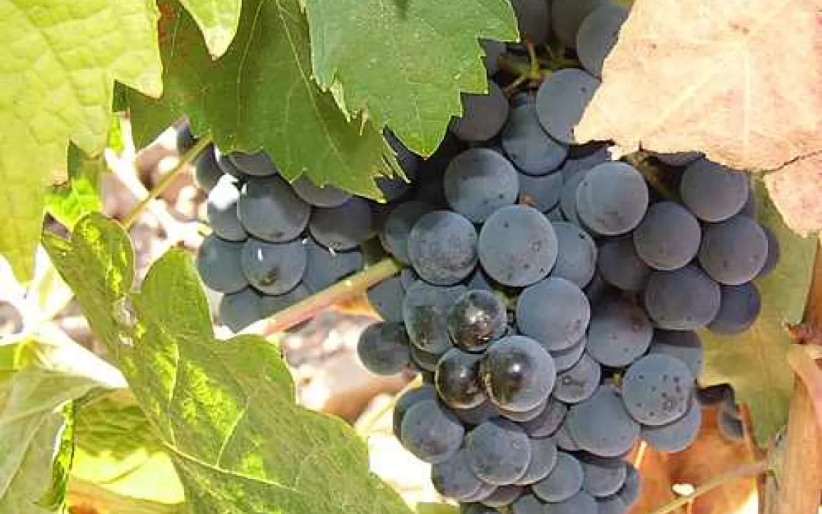 Lohn der Angst: Weinjahrgang 2009 - gehaltvoll und harmonisch trotz großer Widrigkeiten