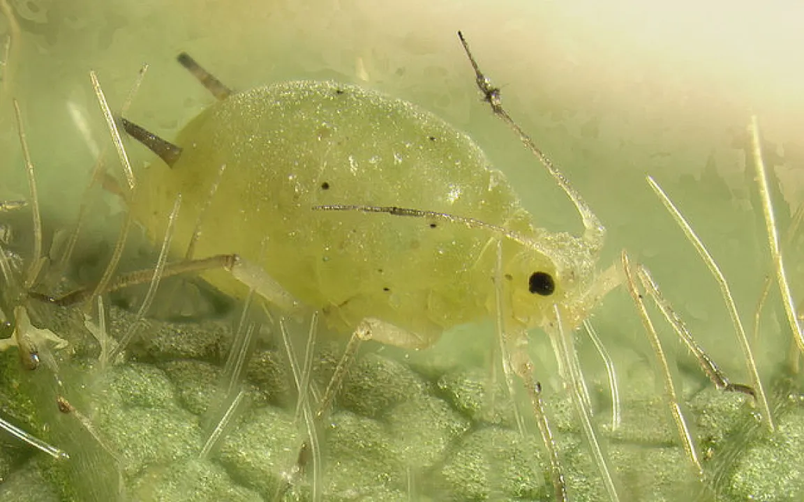 Wiki-Datenbank für Pflanzenkrankheiten, Schädlings- und Unkrautbekämpfung online verfügbar