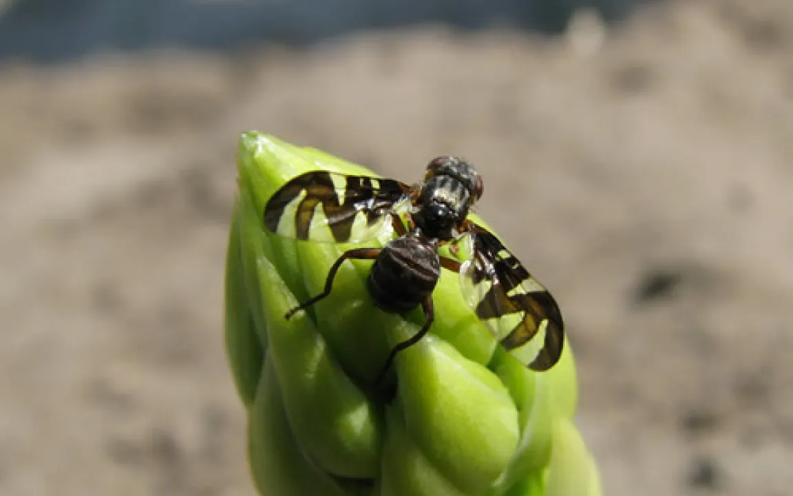Wo Spargel wächst, ist die Spargelfliege nicht weit