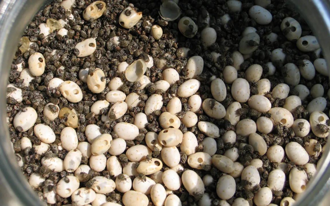 Der Speisebohnenkäfer entdeckt den Garten für sich