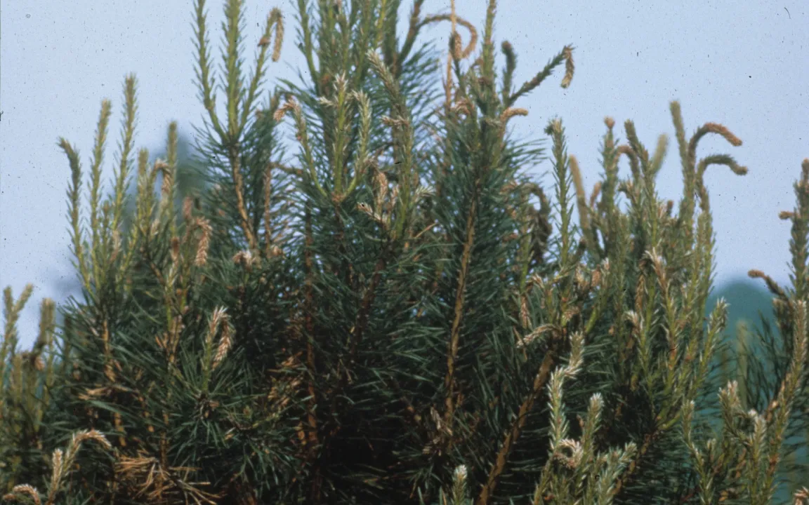 Eingewanderte Pilze bringen neue Krankheitsbilder mit