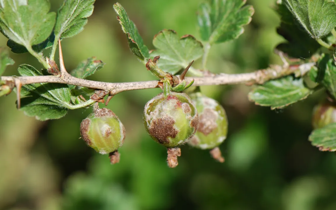 Amerikanischer Stachelbeermehltau bedroht die Beerenernte