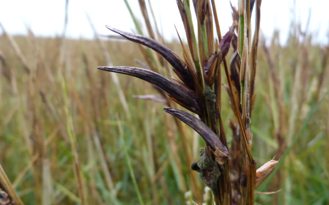 Giftige Pilzkrankheit: Mutterkorn im Schlickgras entdeckt