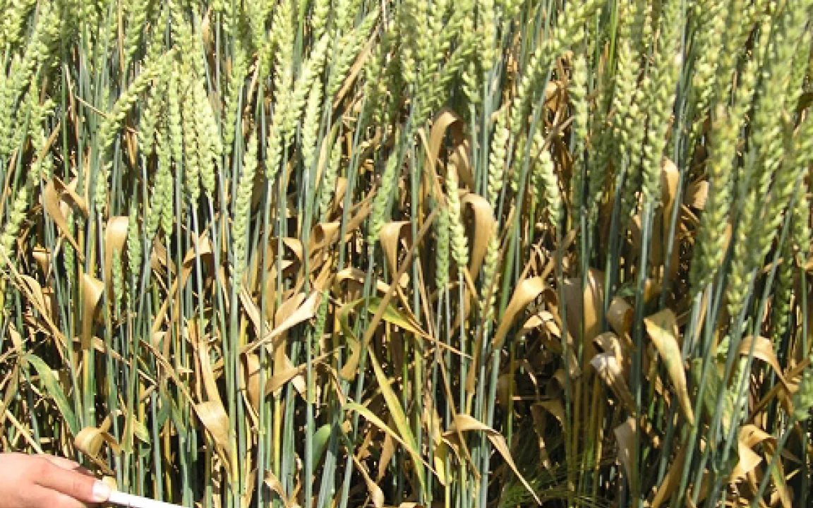 Zunehmend resistent: Die Erreger der Blattdürre