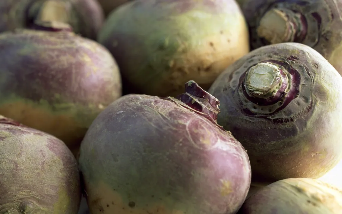 Die Steckrübe ist wieder da und voll im Trend