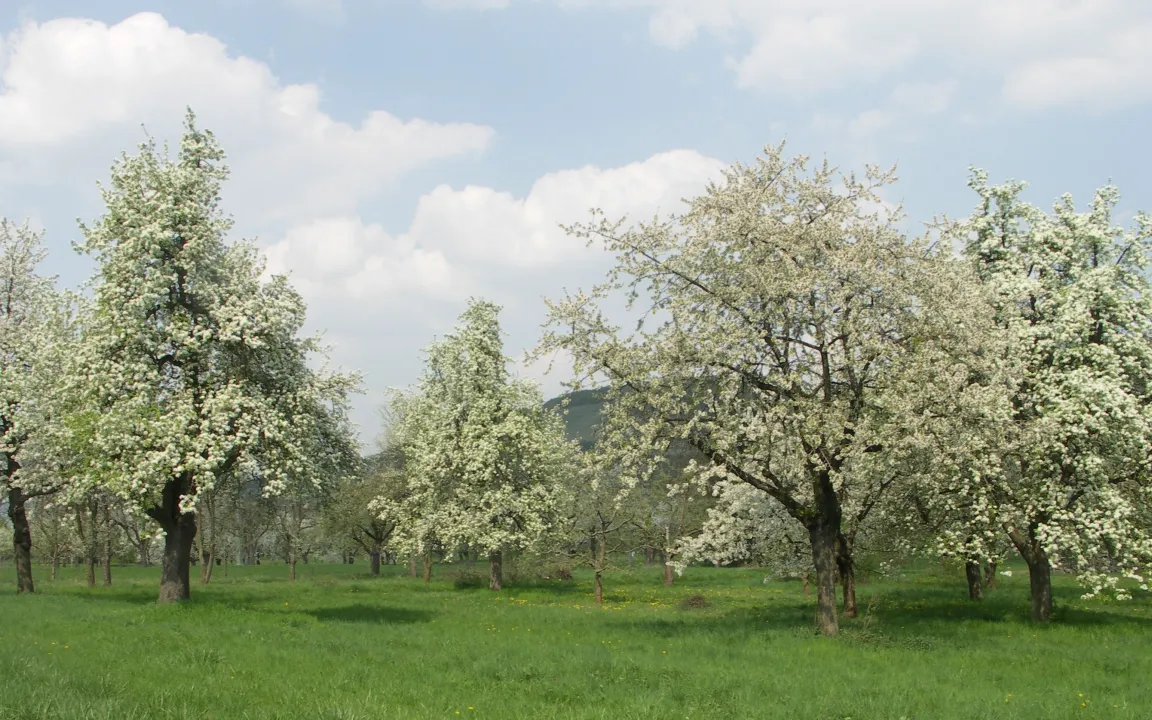 Mysteriöser Apfelbaumtod in Streuobstwiesen aufgeklärt
